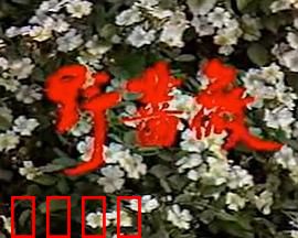 野蔷薇：复仇之花